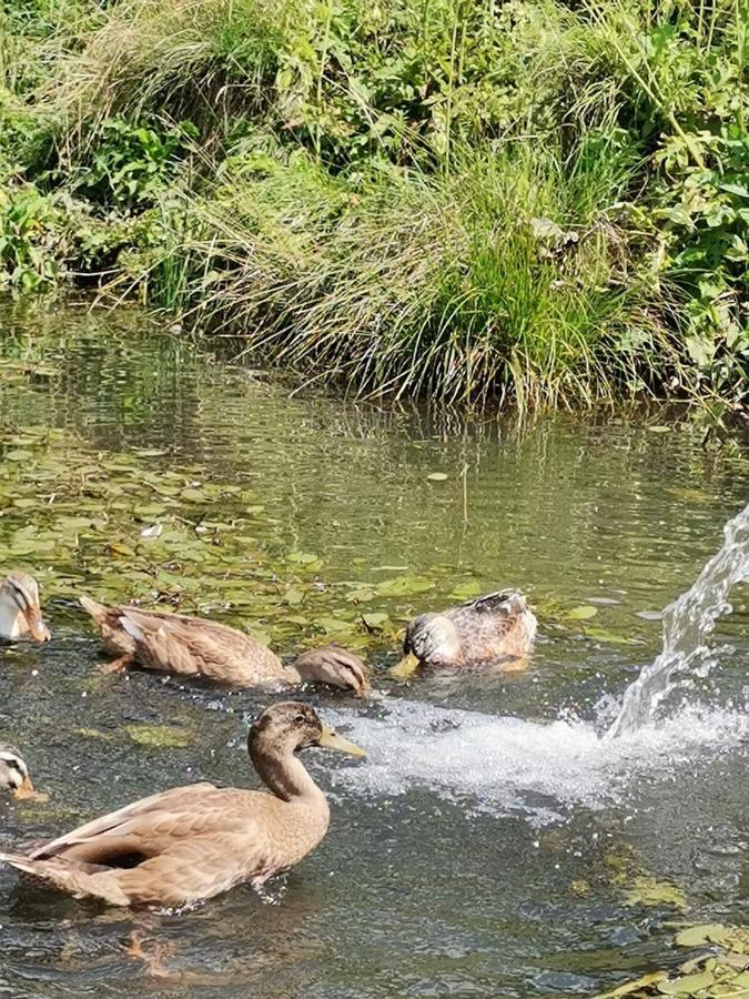 Rainerhof Lägenhet Murau Exteriör bild
